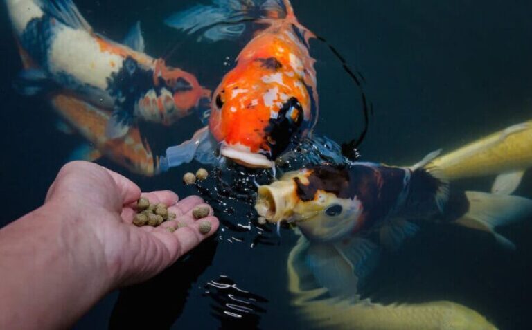 Proper ways of feeding fish