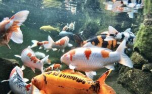 All you need to know about buying and keeping pond fish