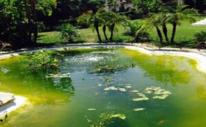 Green water in your garden pond?