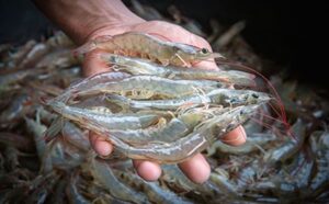 Top 10 tips for shrimp farming – The Basics.